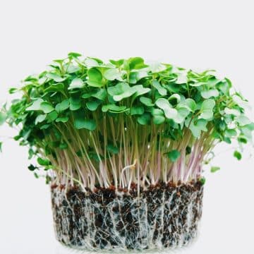 Healthy and nutrients dense Microgreens