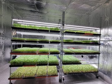 Indoor microgreen farm using Techplex T5 Grow Lights.