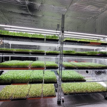 Indoor microgreen farm using Techplex T5 Grow Lights.
