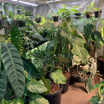 Techplex Grow Light for indoor plants nursery
